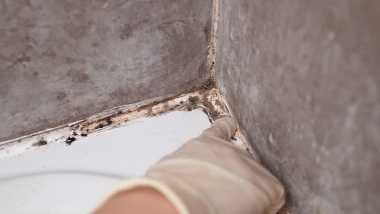 Best Mold Remediation for Healthcare Facilities  in Altamont, NY